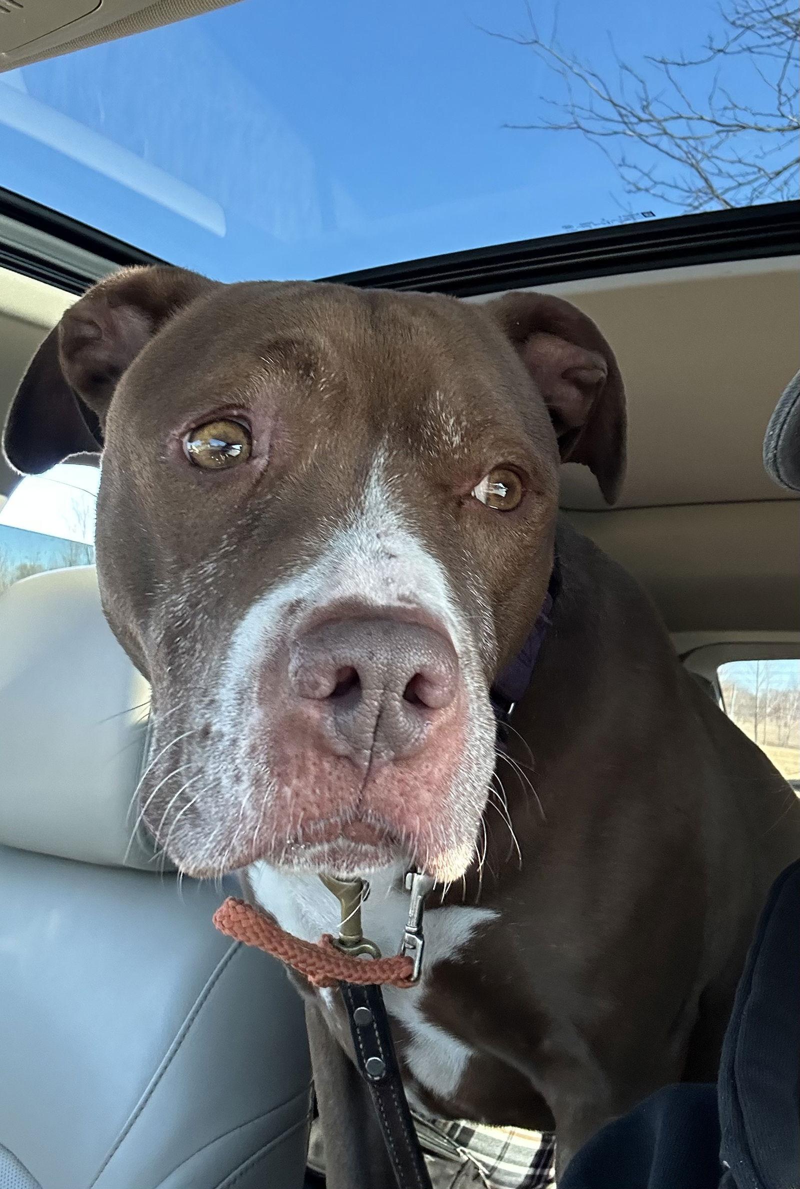 Allie, a Adoptable mixed breed in Island Lake, IL image 3/3