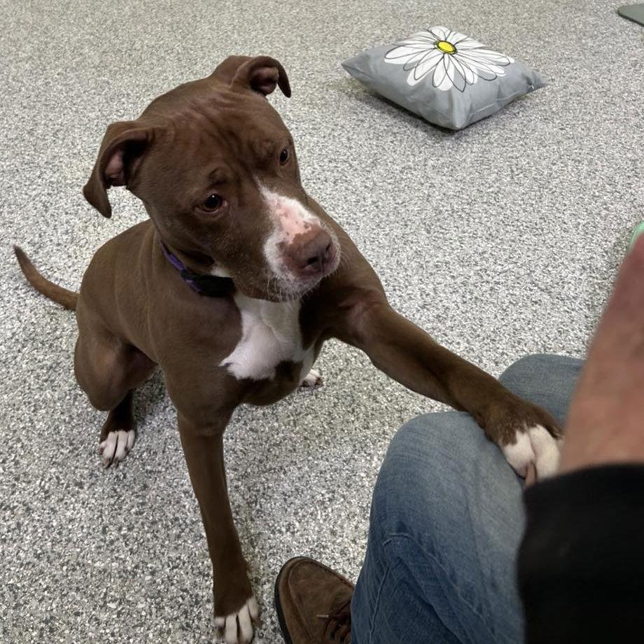 Enlarge Allie, a Adoptable mixed breed in Island Lake, IL image 3/3