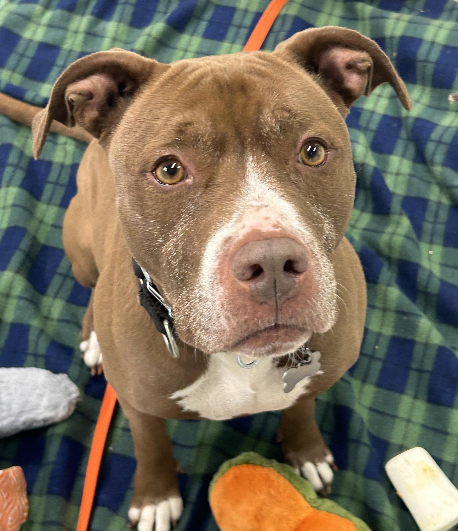 Allie, a Adoptable mixed breed in Island Lake, IL image 2/2