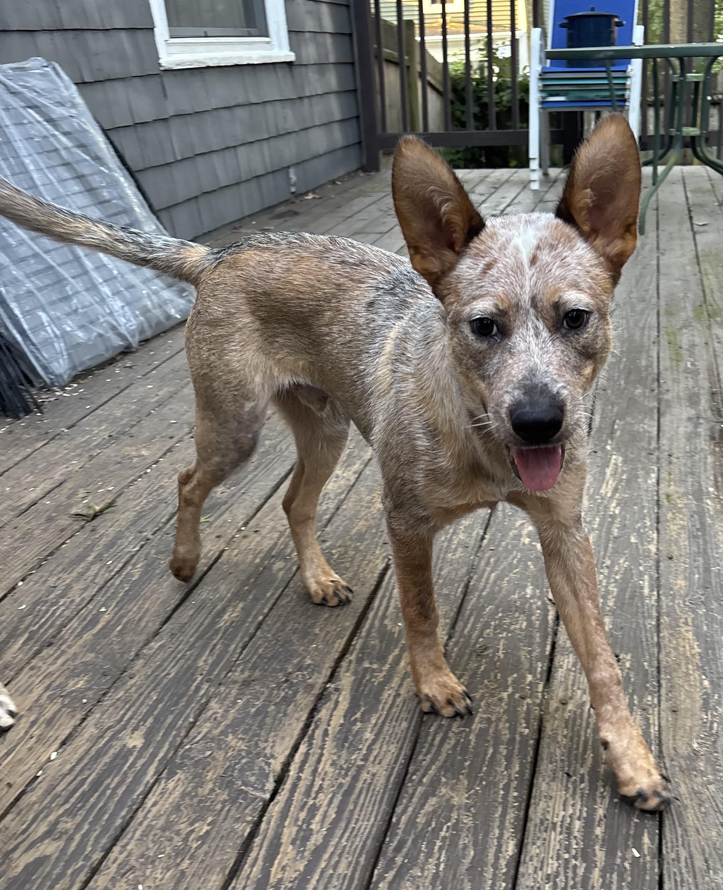 Enlarge Karson, an adopted Australian Cattle Dog / Blue Heeler in Riverside, RI image 5/6