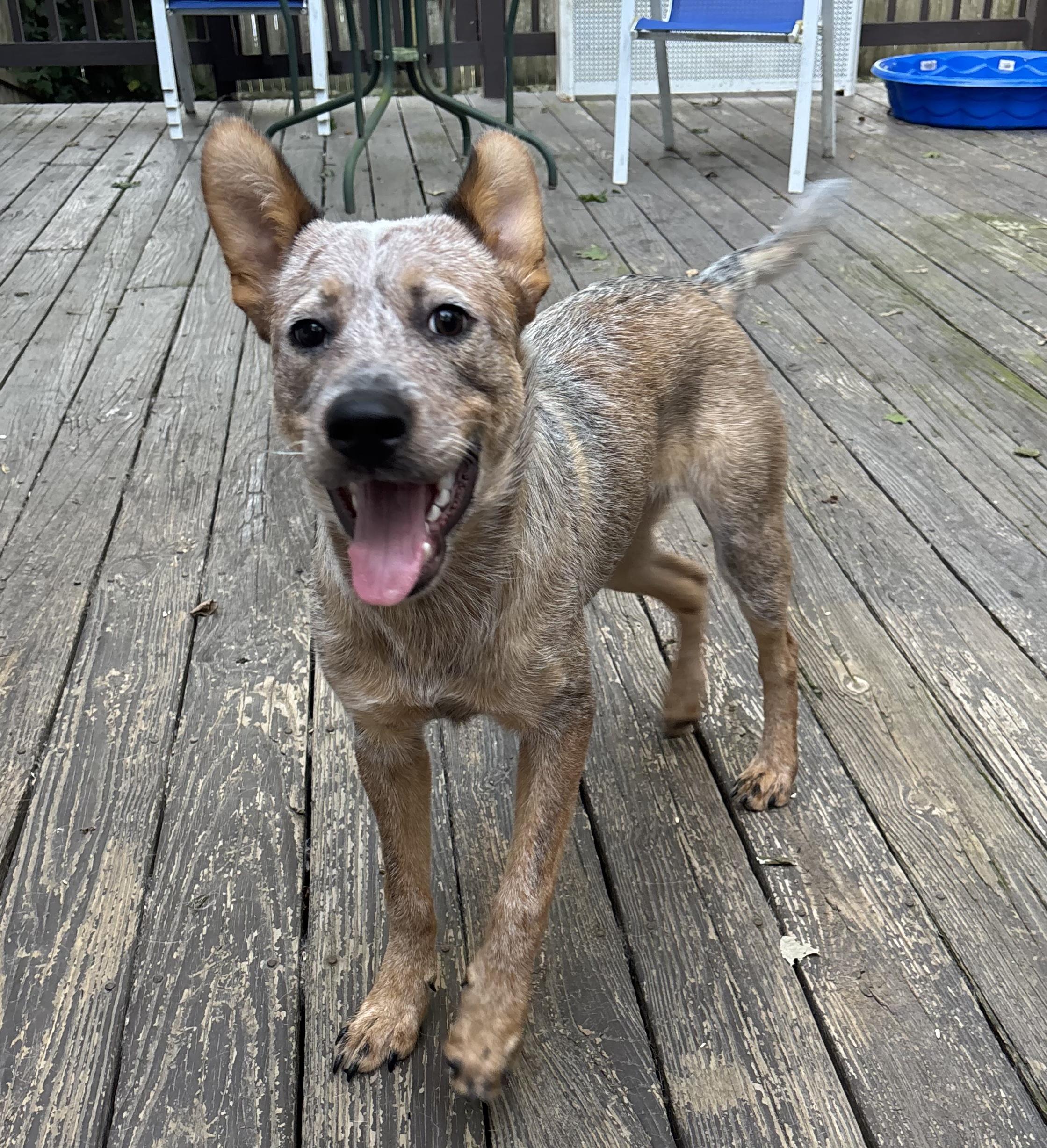 Enlarge Karson, an adopted Australian Cattle Dog / Blue Heeler in Riverside, RI image 1/6