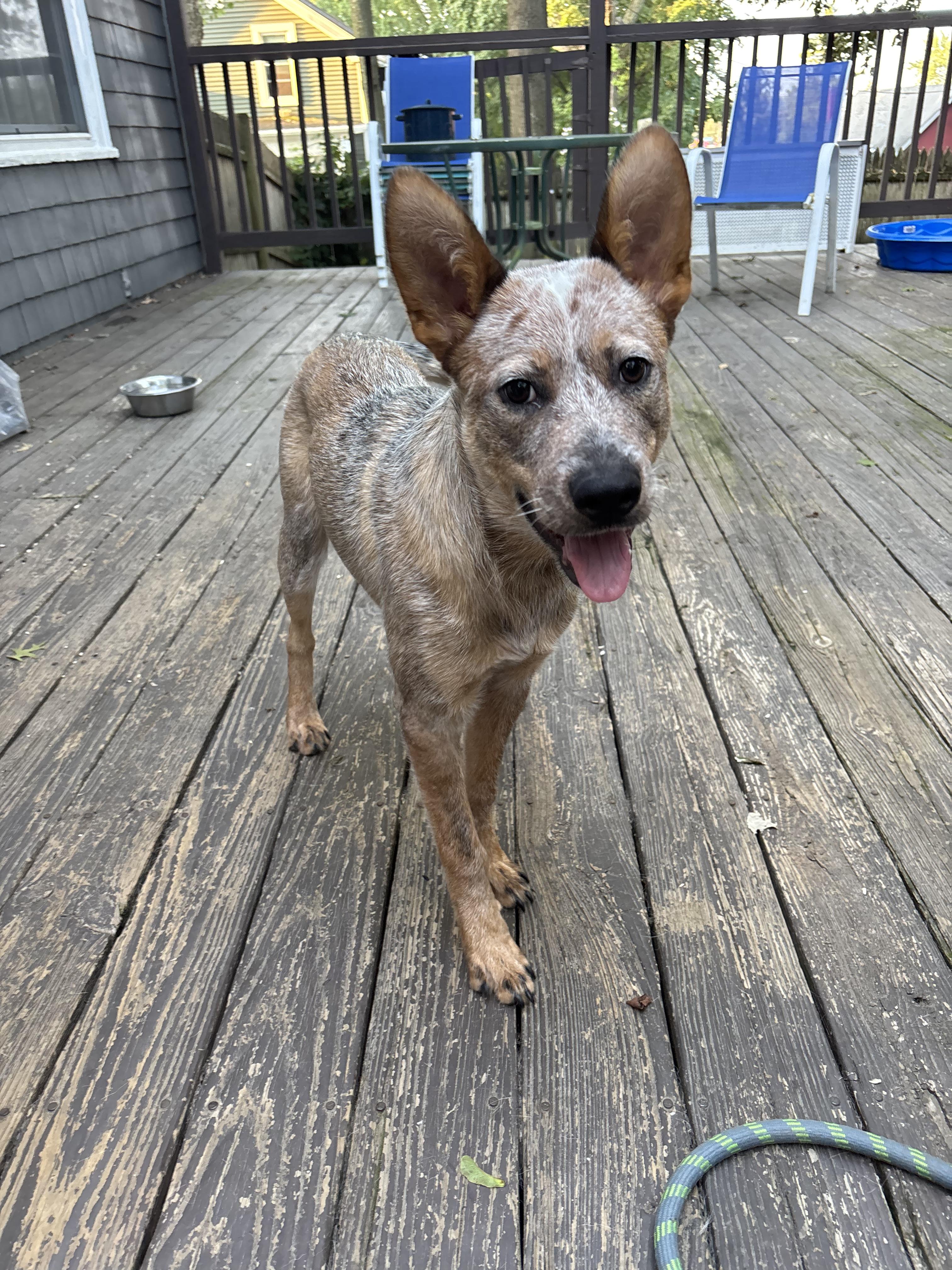 Enlarge Karson, an adopted Australian Cattle Dog / Blue Heeler in Riverside, RI image 4/6