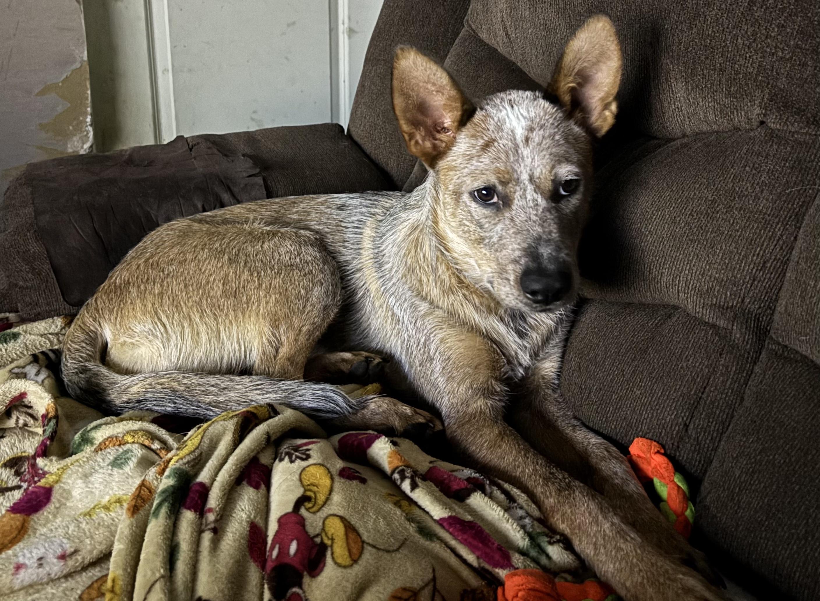 Enlarge Karson, an adopted Australian Cattle Dog / Blue Heeler in Riverside, RI image 6/6