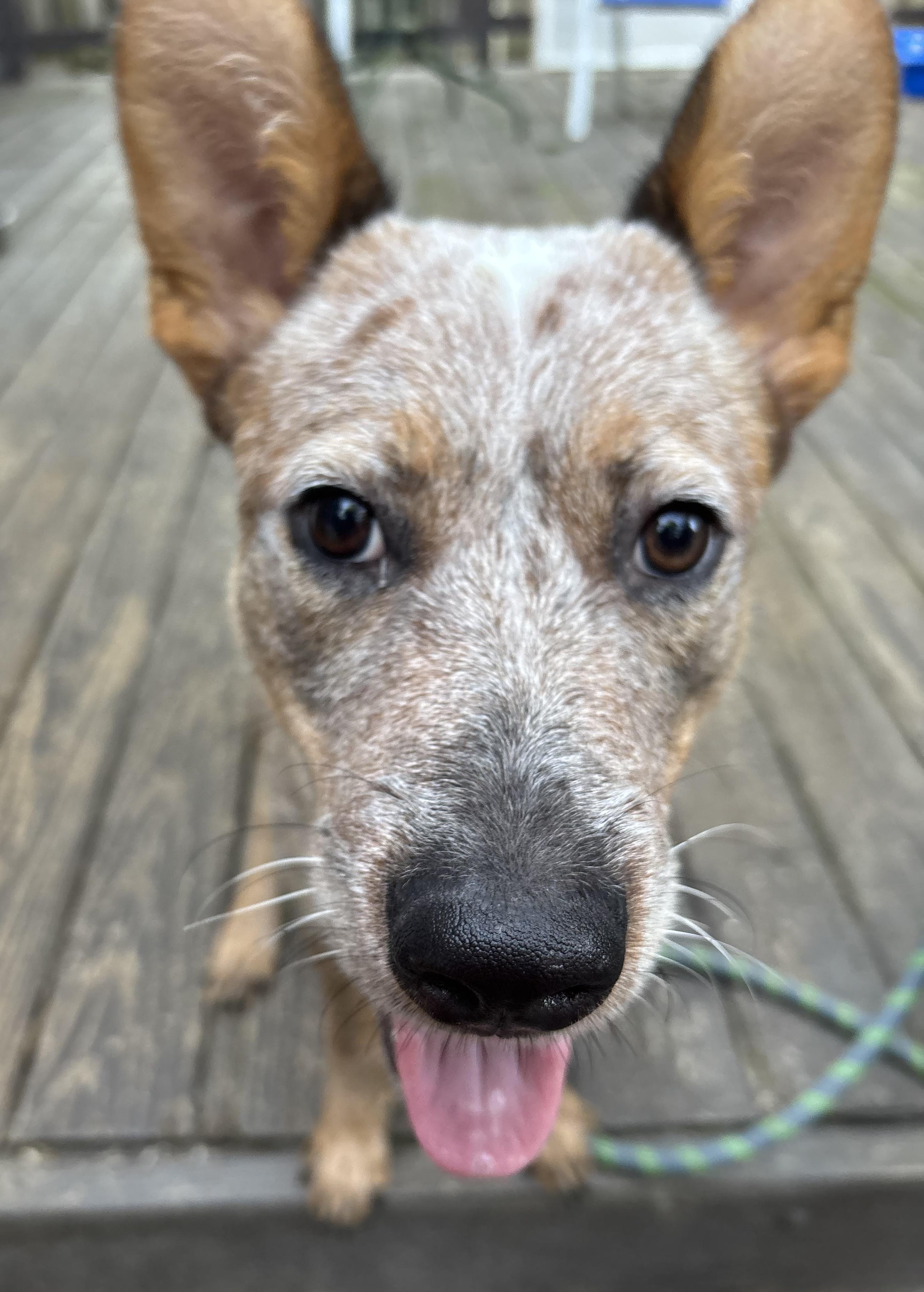 Enlarge Karson, an adopted Australian Cattle Dog / Blue Heeler in Riverside, RI image 2/6