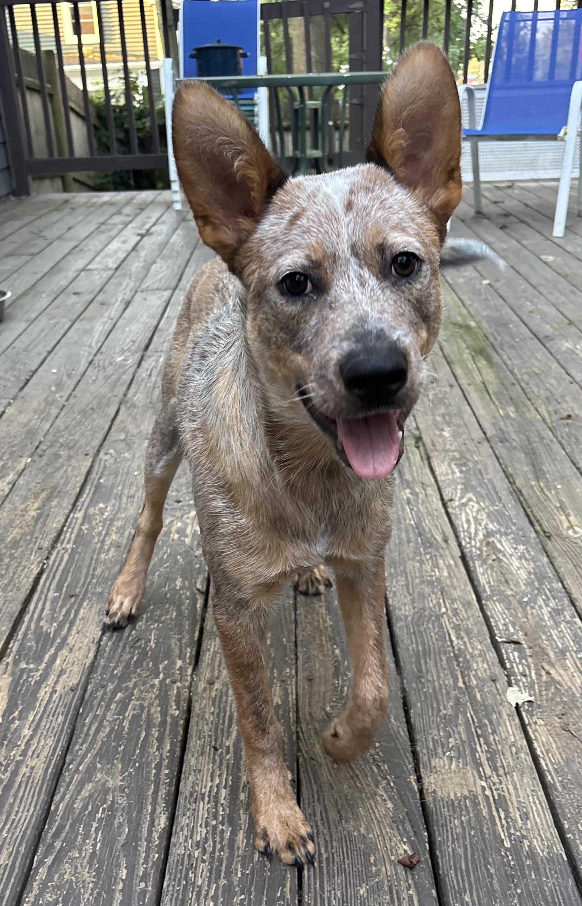 Enlarge Karson, an adopted Australian Cattle Dog / Blue Heeler in Riverside, RI image 3/6