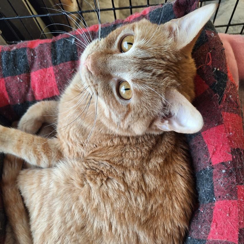 Little Boy, Adoptable, Adult Male Domestic Short Hair.