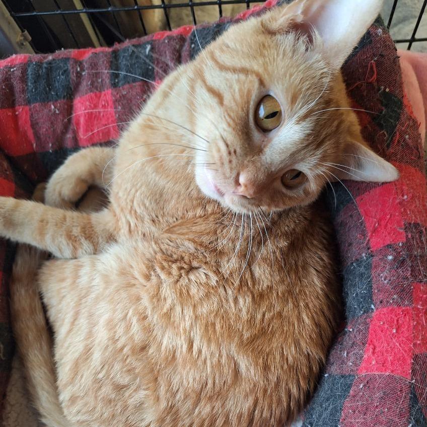 Enlarge Little Boy, a Adoptable Domestic Short Hair in Albert Lea, MN image 2/6