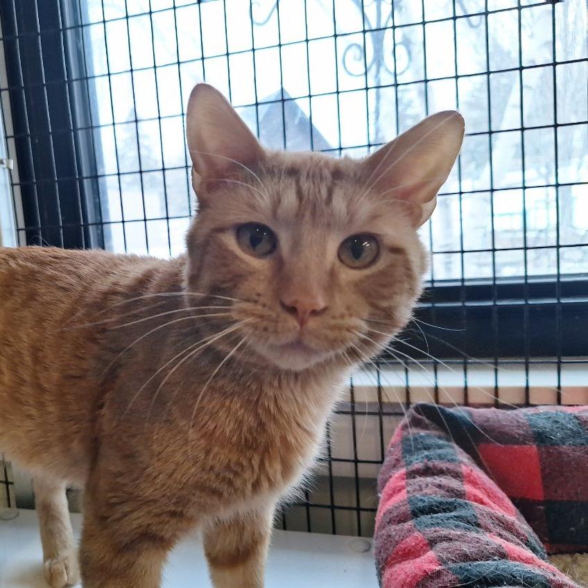 Enlarge Little Boy, a Adoptable Domestic Short Hair in Albert Lea, MN image 3/6