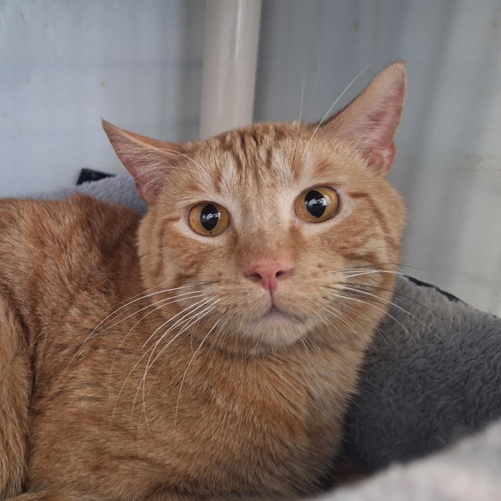 Enlarge Little Boy, a Adoptable Domestic Short Hair in Albert Lea, MN image 4/6