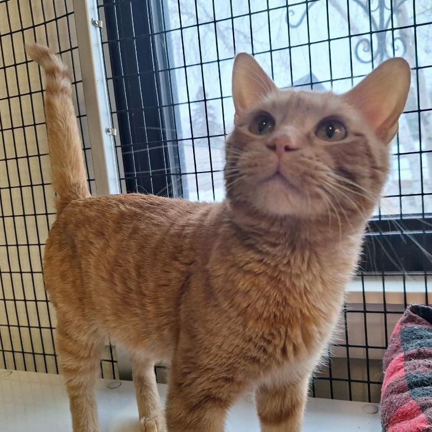 Enlarge Little Boy, a Adoptable Domestic Short Hair in Albert Lea, MN image 5/6