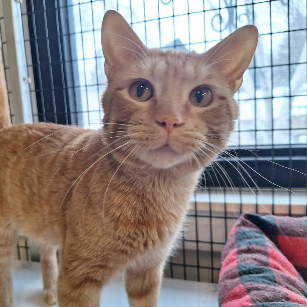Enlarge Little Boy, a Adoptable Domestic Short Hair in Albert Lea, MN image 6/6
