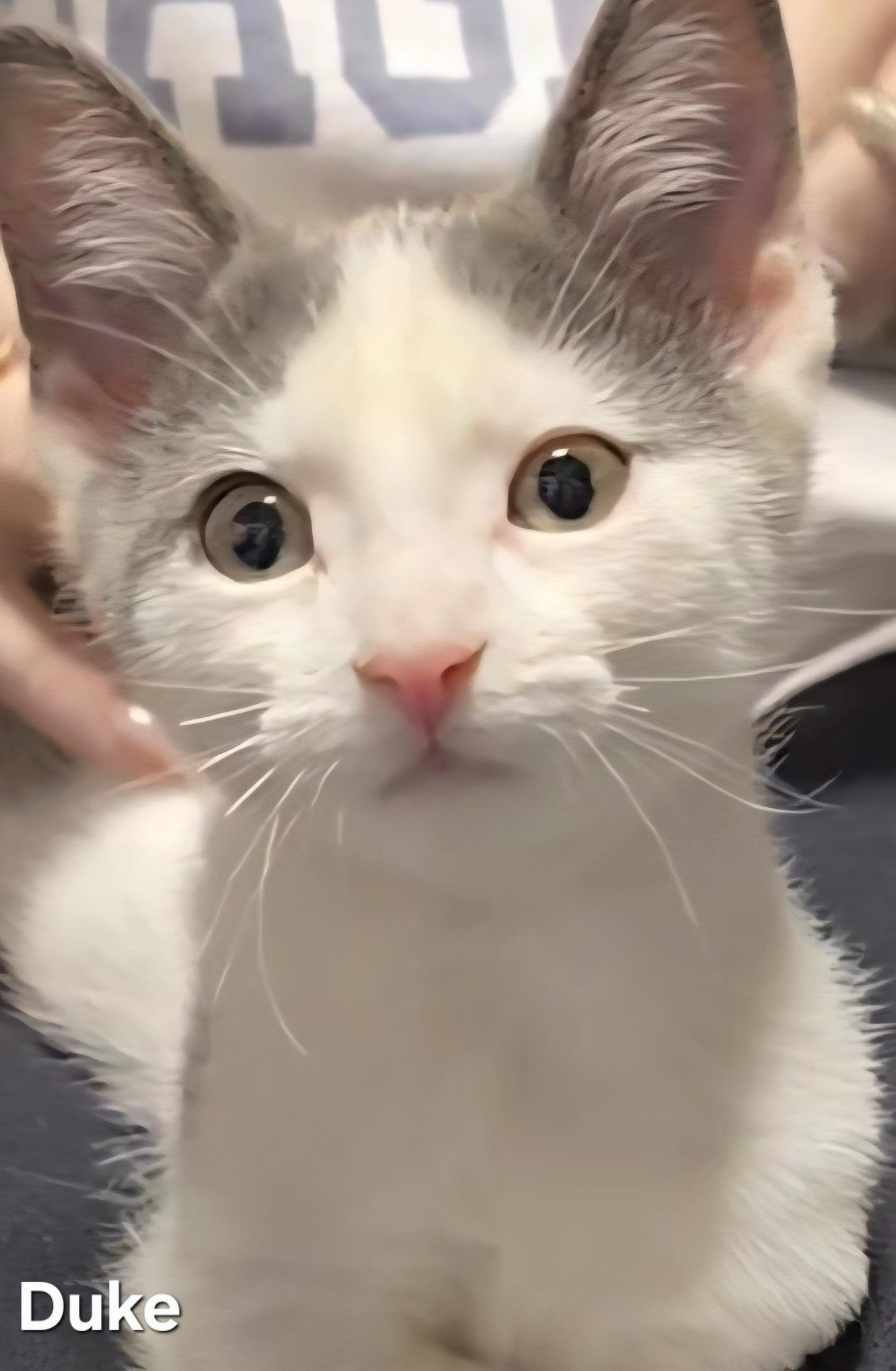 Duke, ADOPTABLE, Kitten Male Domestic Short Hair.