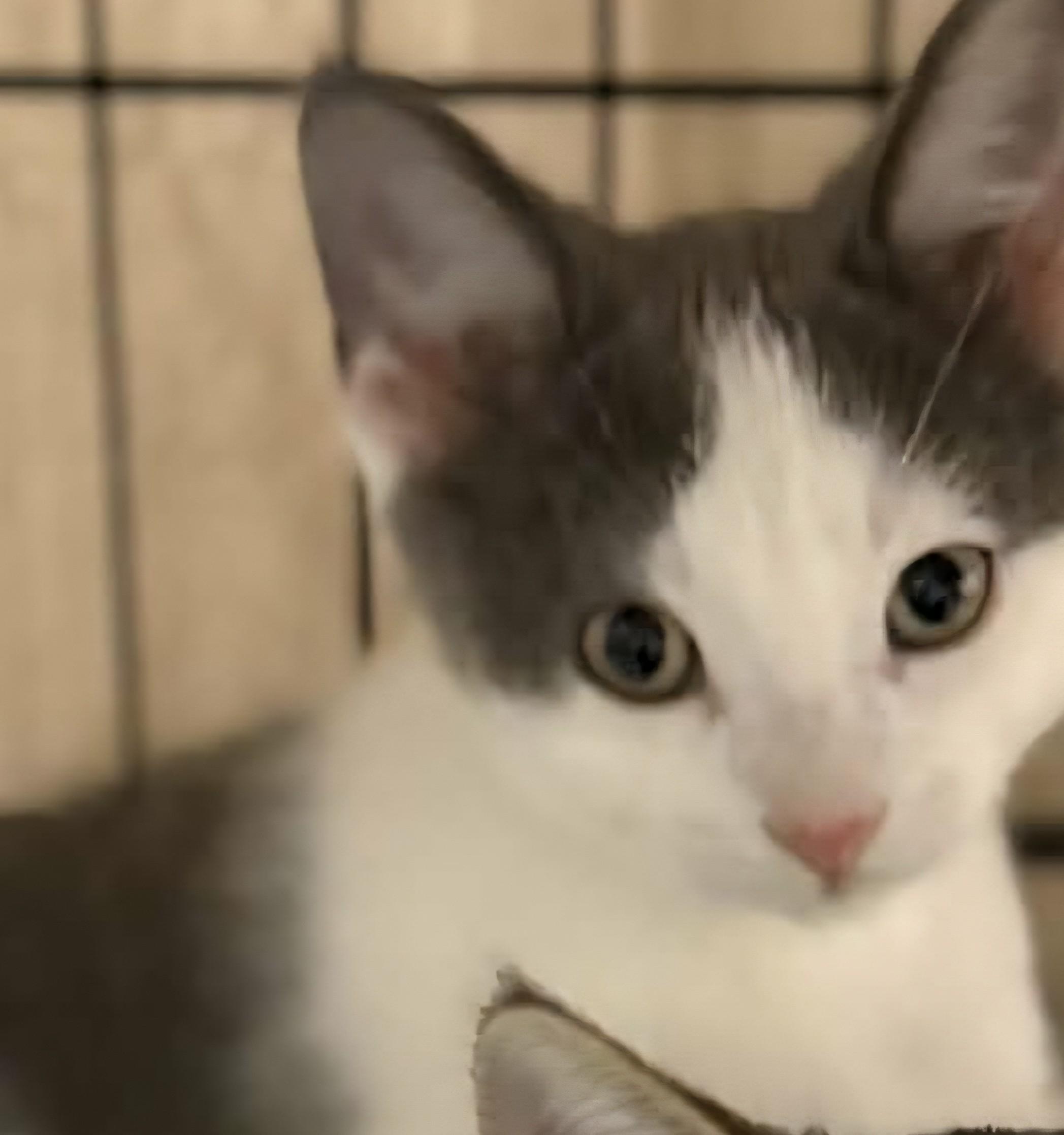 Enlarge Duke, a ADOPTABLE Domestic Short Hair in Stevensville, ON image 2/2