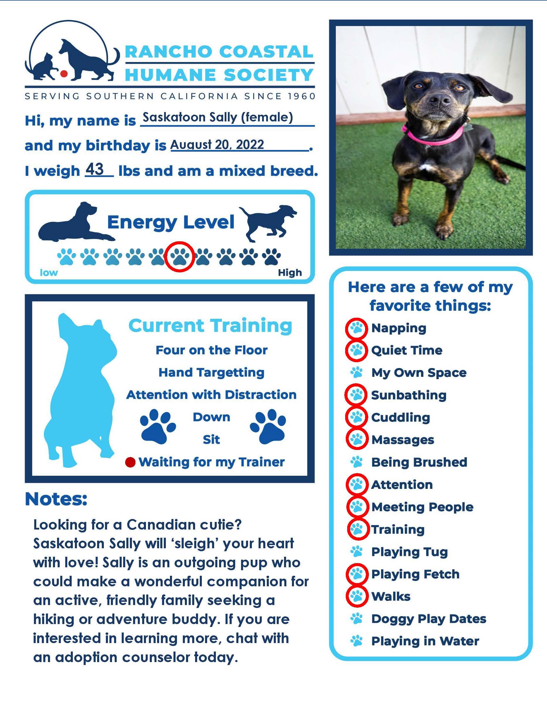 Saskatoon Sally, a Adoptable mixed breed in Encinitas, CA image 3/3