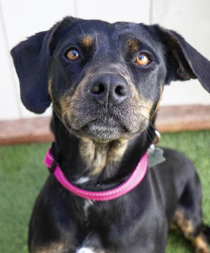 Saskatoon Sally, a Adoptable mixed breed in Encinitas, CA image 1/3