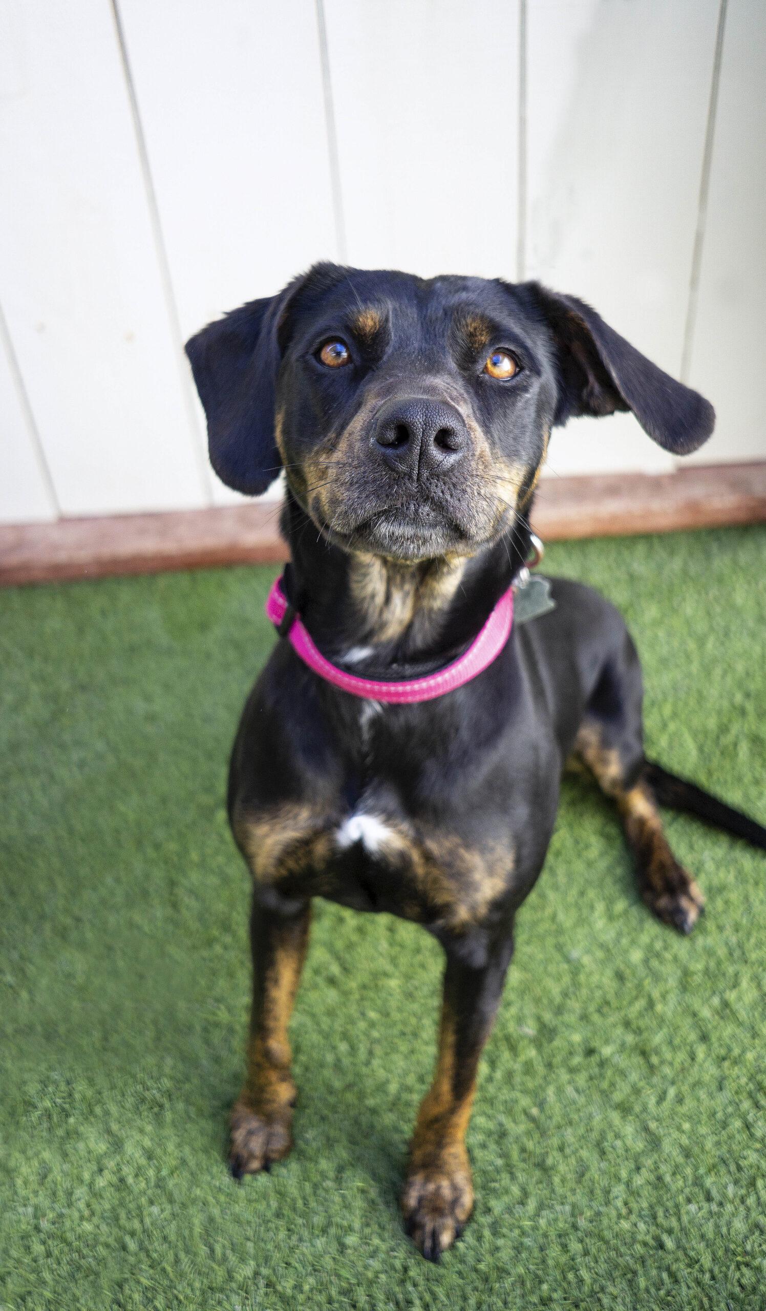 Saskatoon Sally, a Adoptable mixed breed in Encinitas, CA image 2/3