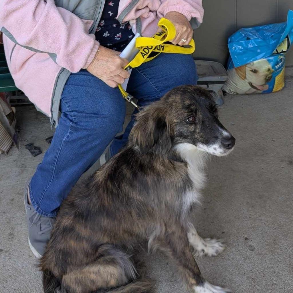 Bougie, a Adoptable Australian Shepherd in Indianapolis, IN image 1/3