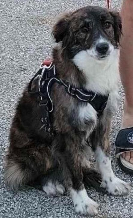 Enlarge Bougie, a Adoptable Australian Shepherd in Indianapolis, IN image 3/3