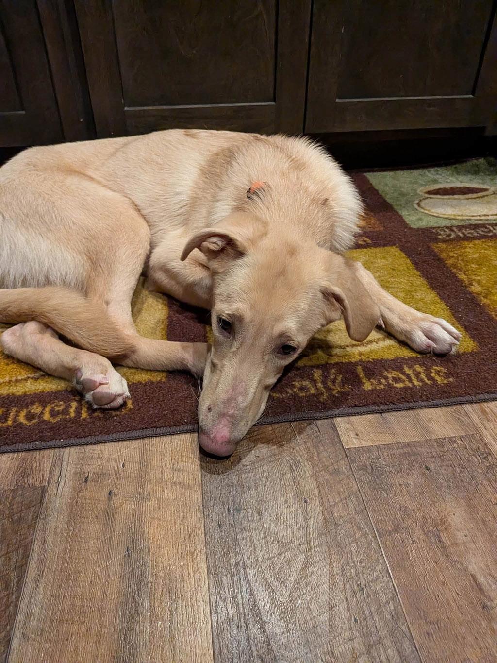 Enlarge Aella, a Adoptable Mixed Breed in Lake Saint Louis, MO image 3/6