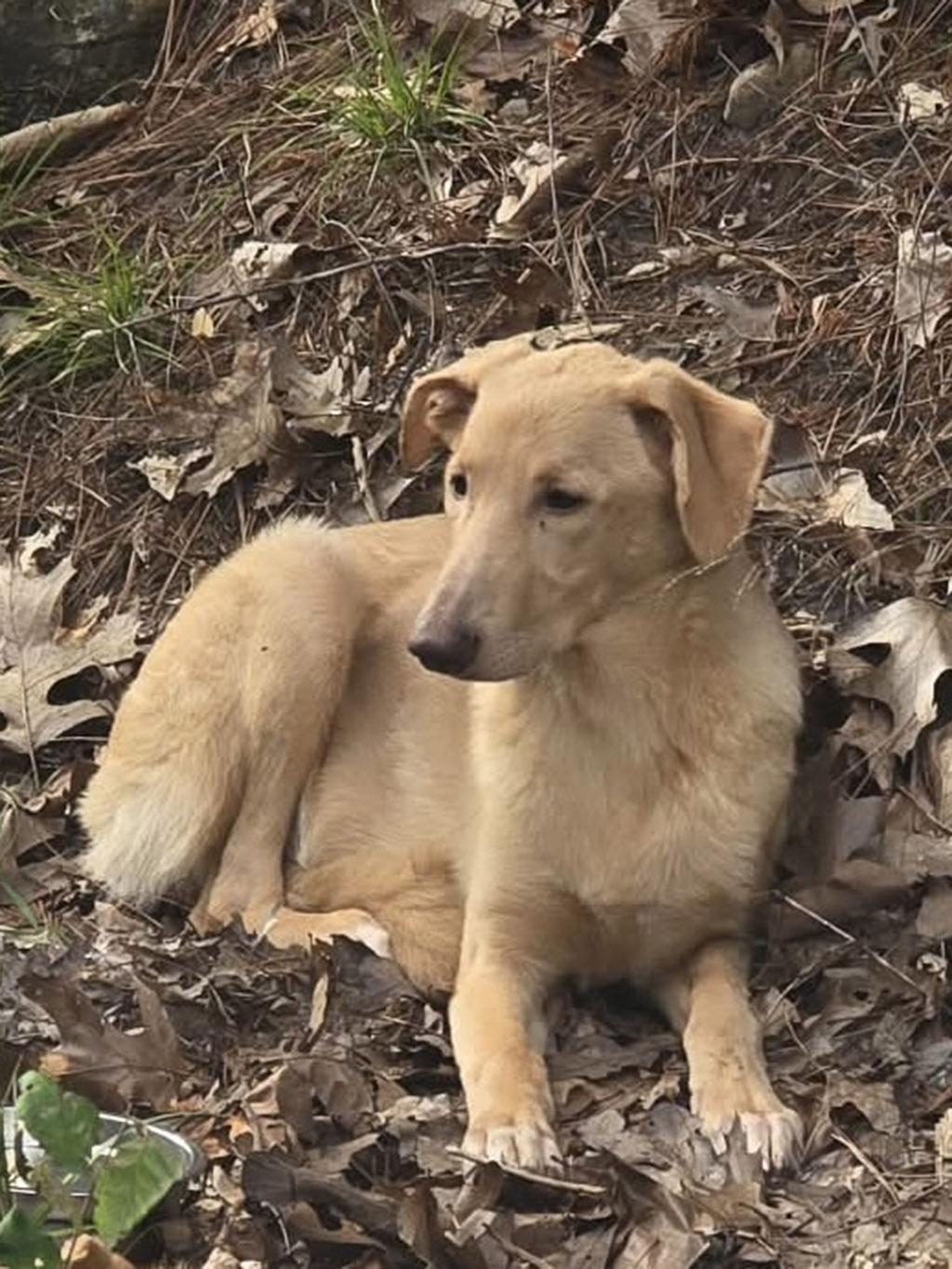 Enlarge Aella, a Adoptable Mixed Breed in Lake Saint Louis, MO image 6/6