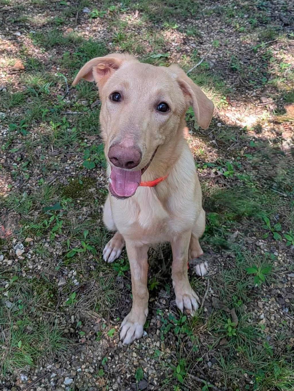 Enlarge Aella, a Adoptable Mixed Breed in Lake Saint Louis, MO image 2/6