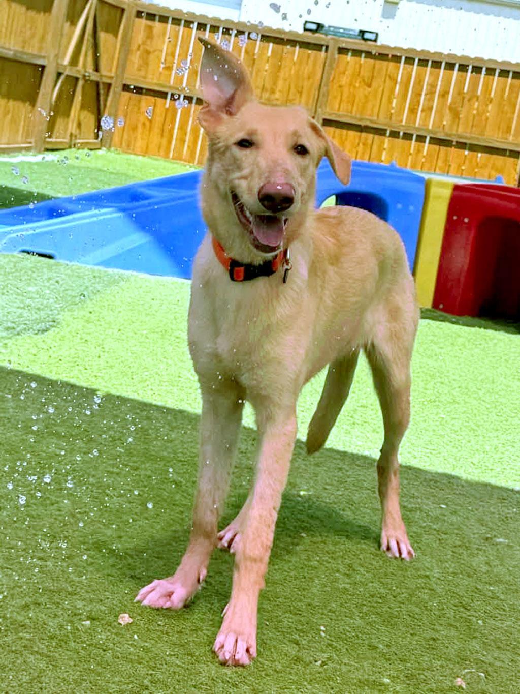 Aella, Adoptable, Adult Female Mixed Breed.