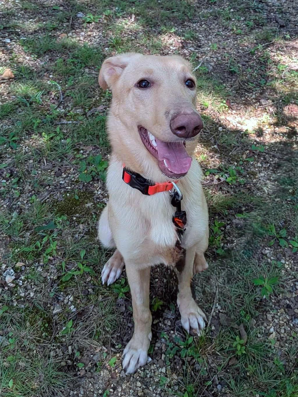 Enlarge Aella, a Adoptable Mixed Breed in Lake Saint Louis, MO image 5/6