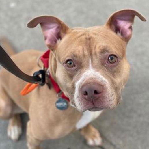 Pavlova, Adoptable, Adult Female Mixed Breed.