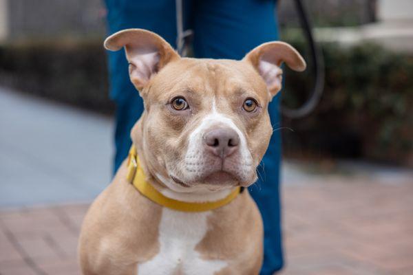 Enlarge Pavlova, a Adoptable Mixed Breed in New York, NY image 2/3