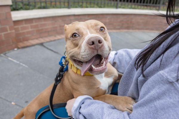 Enlarge Pavlova, a Adoptable Mixed Breed in New York, NY image 3/3