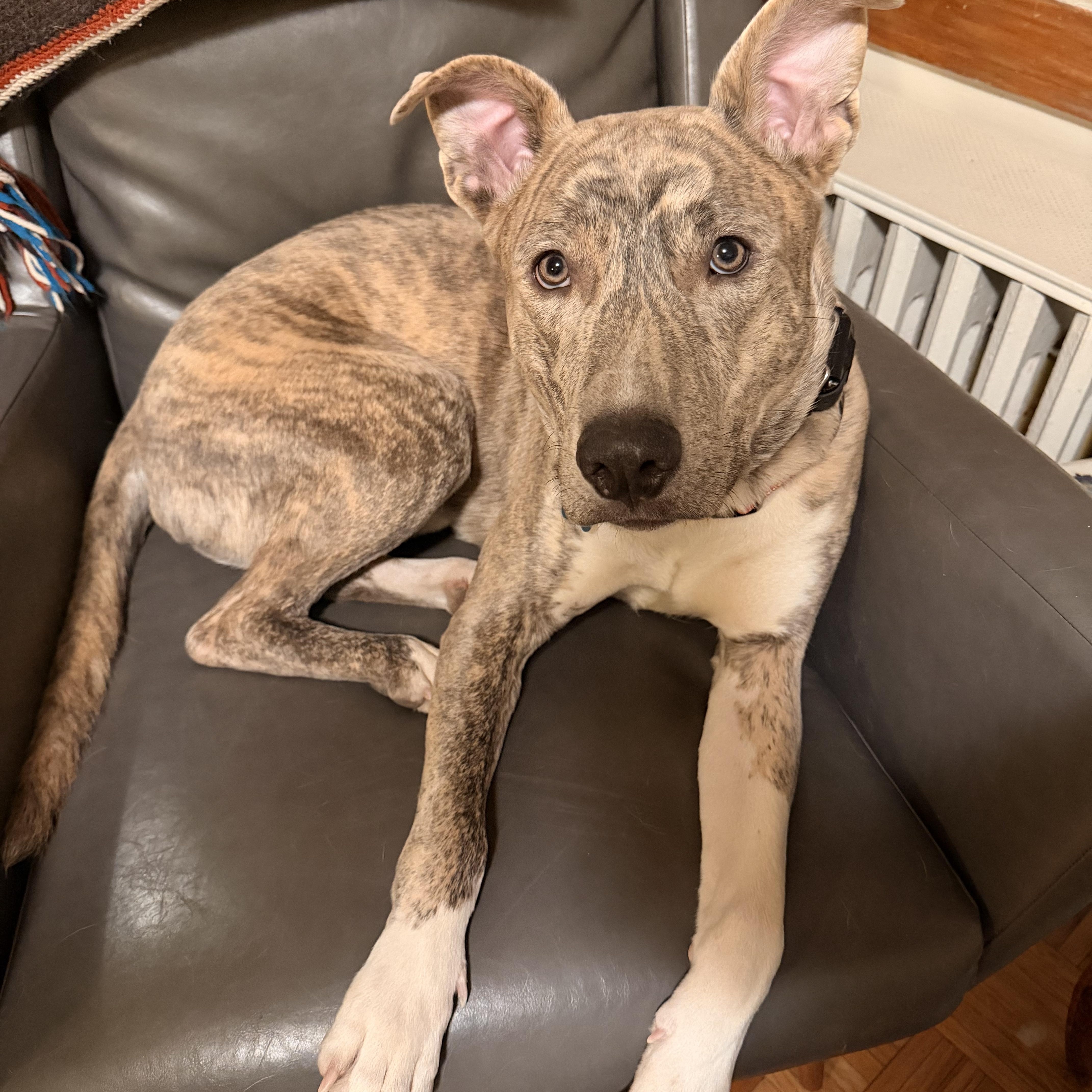 Ash , a Adoptable mixed breed in Saratoga Springs , NY image 4/6