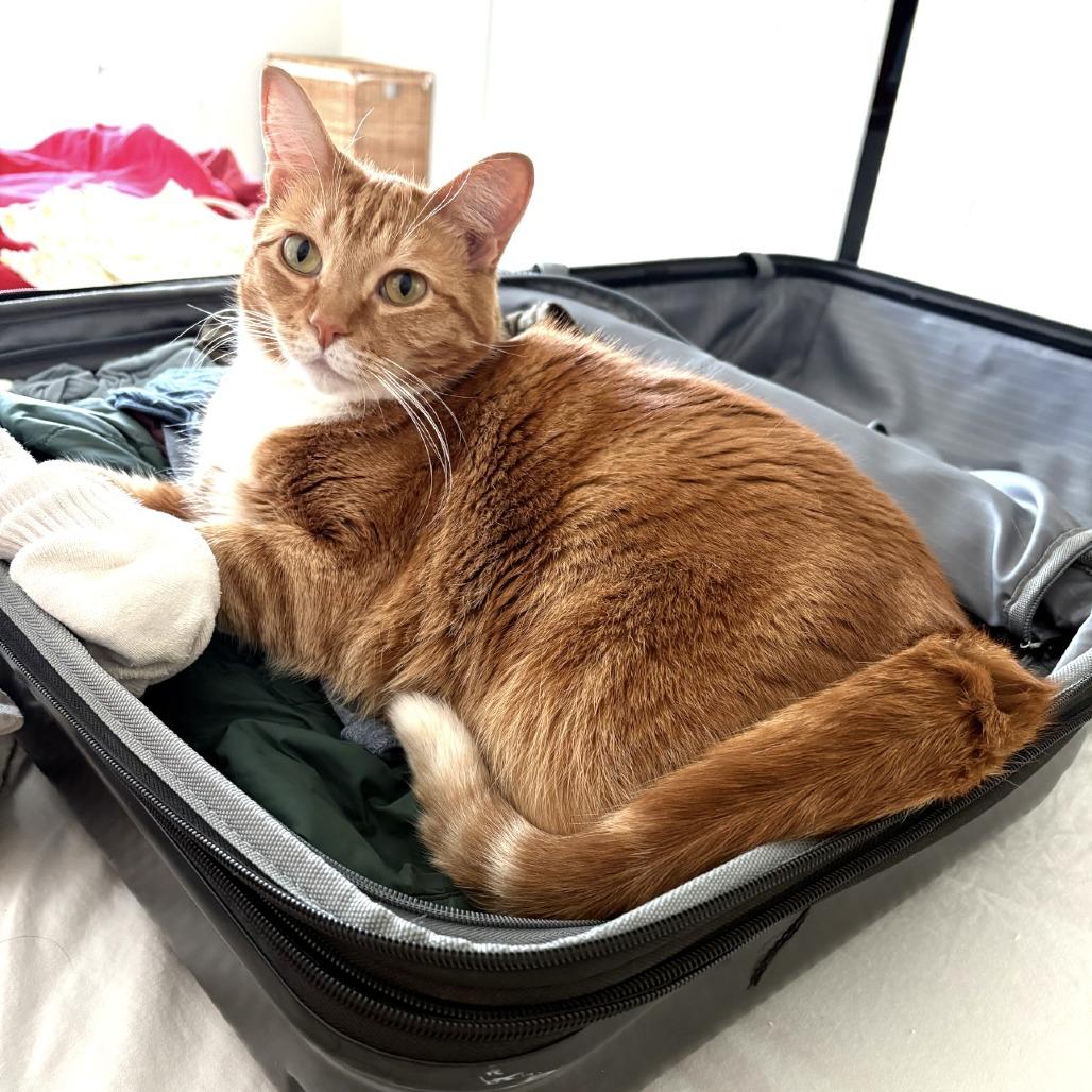 Enlarge Goldie, a Adoptable Domestic Medium Hair in Washougal, WA image 1/2