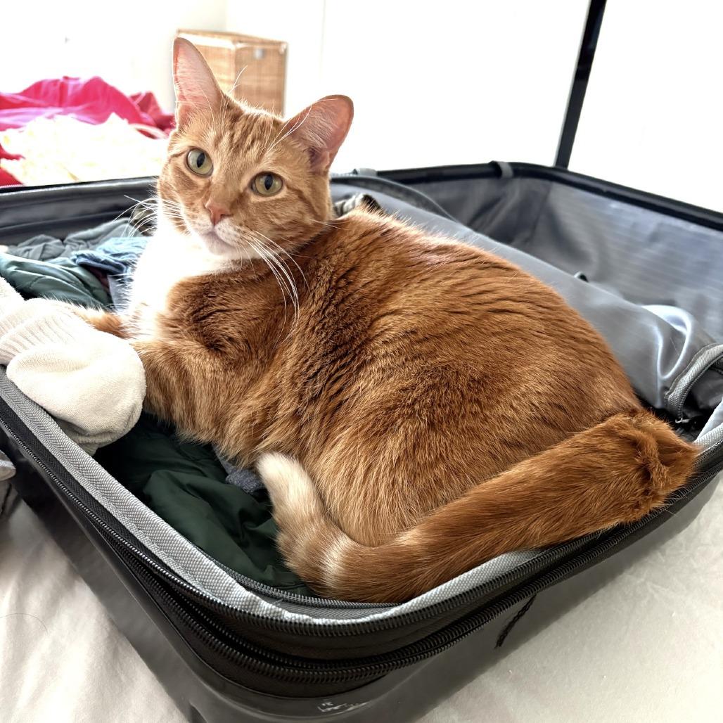 Enlarge Goldie, a Adoptable Domestic Medium Hair in Washougal, WA image 2/2