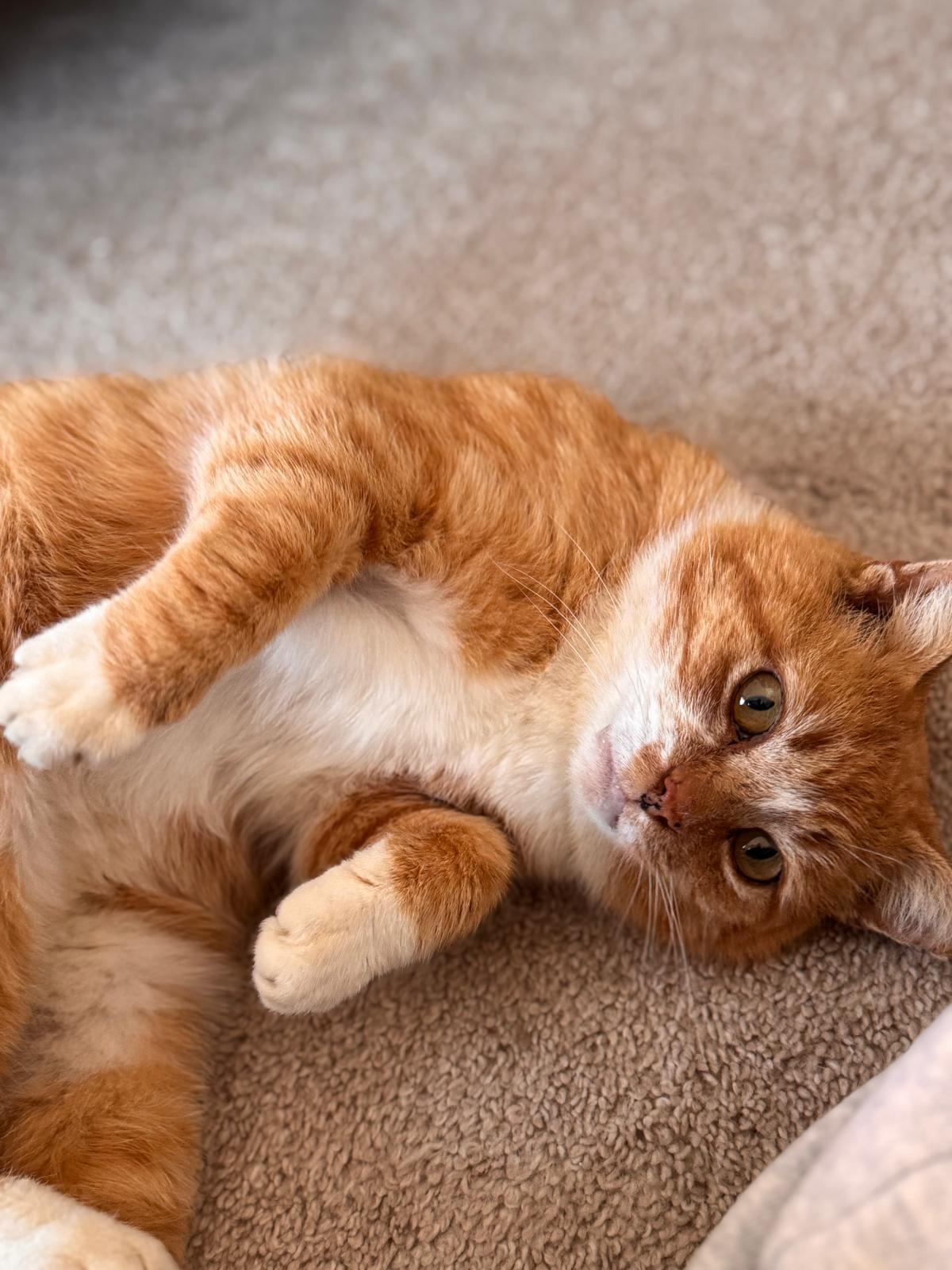 Enlarge Ralphie, a ADOPTABLE Domestic Short Hair in Leesburg, VA image 3/5