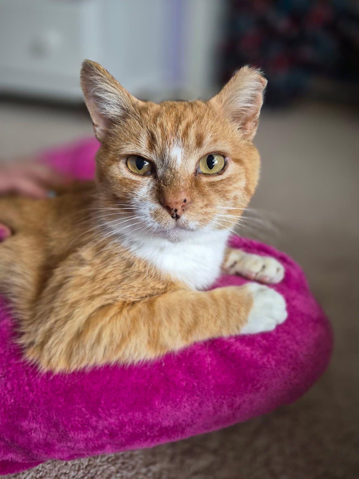 Enlarge Ralphie, a ADOPTABLE Domestic Short Hair in Leesburg, VA image 1/5