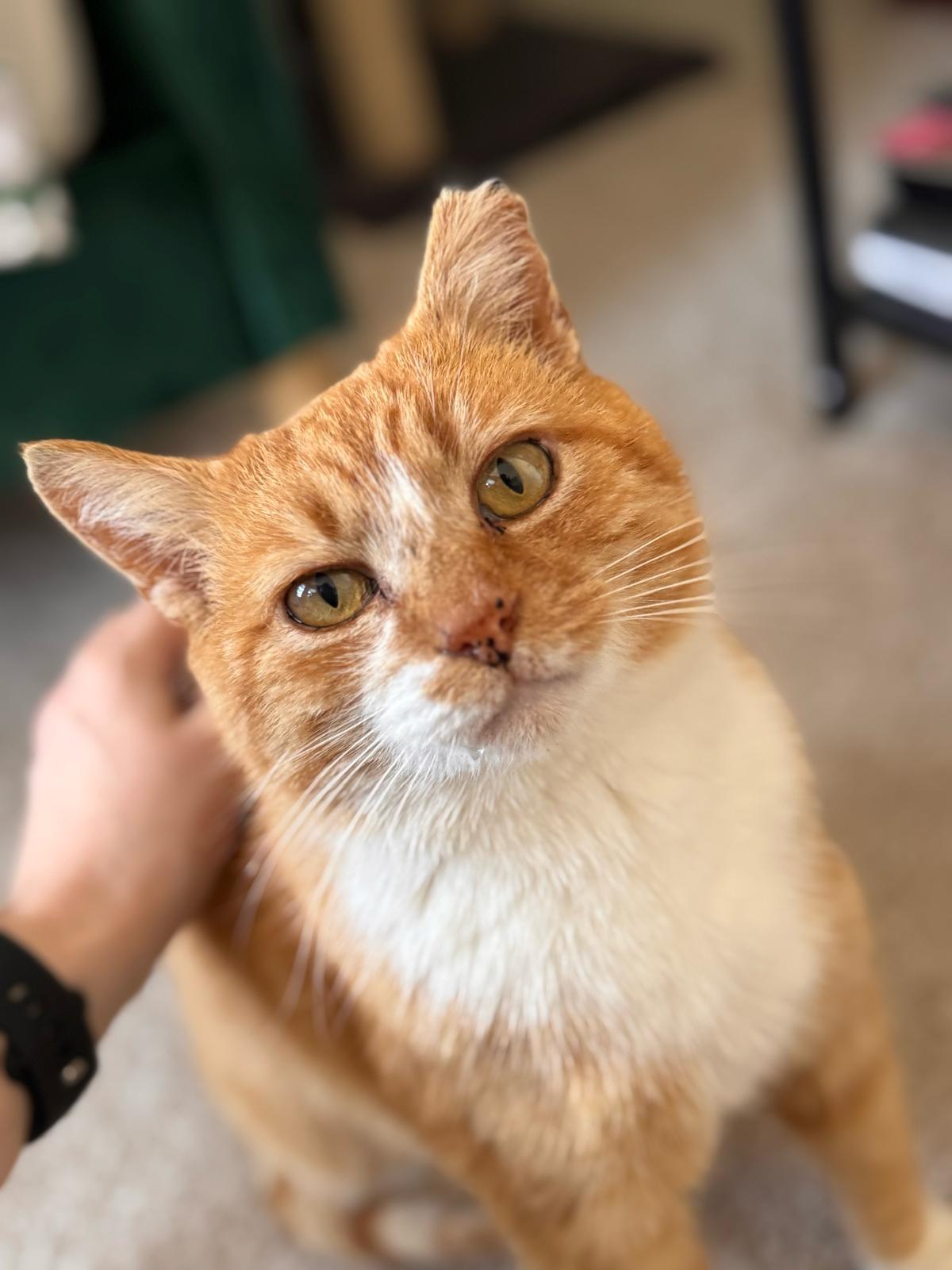 Ralphie, ADOPTABLE, Adult Male Domestic Short Hair.