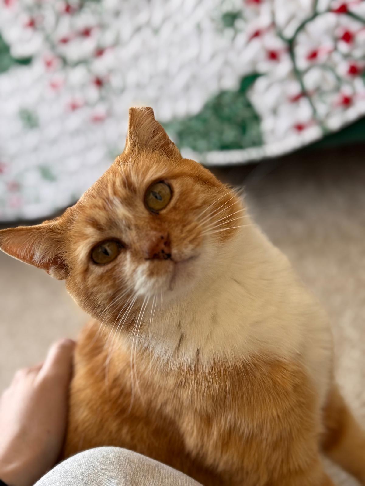 Enlarge Ralphie, a ADOPTABLE Domestic Short Hair in Leesburg, VA image 4/5