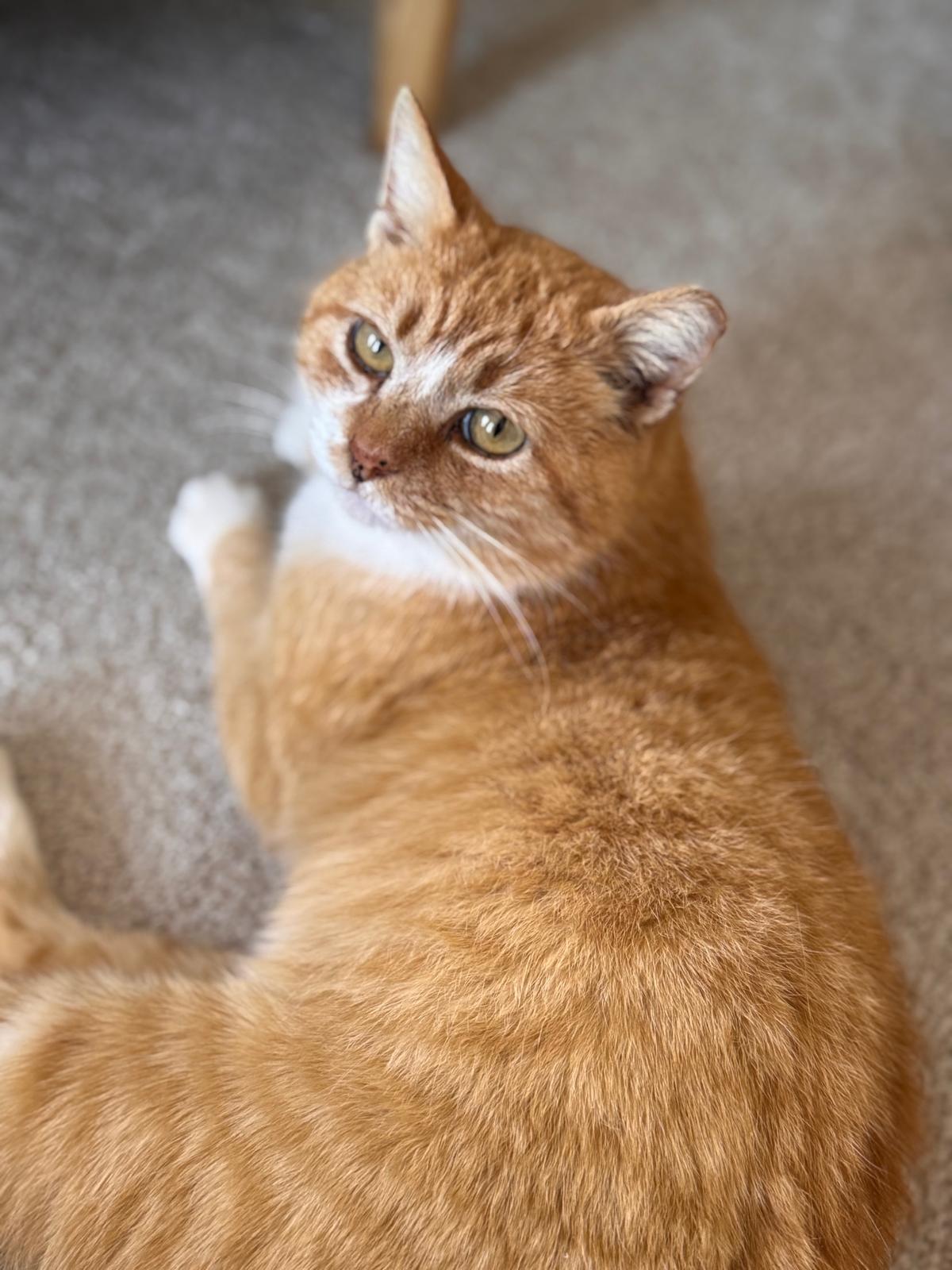 Enlarge Ralphie, a ADOPTABLE Domestic Short Hair in Leesburg, VA image 5/5