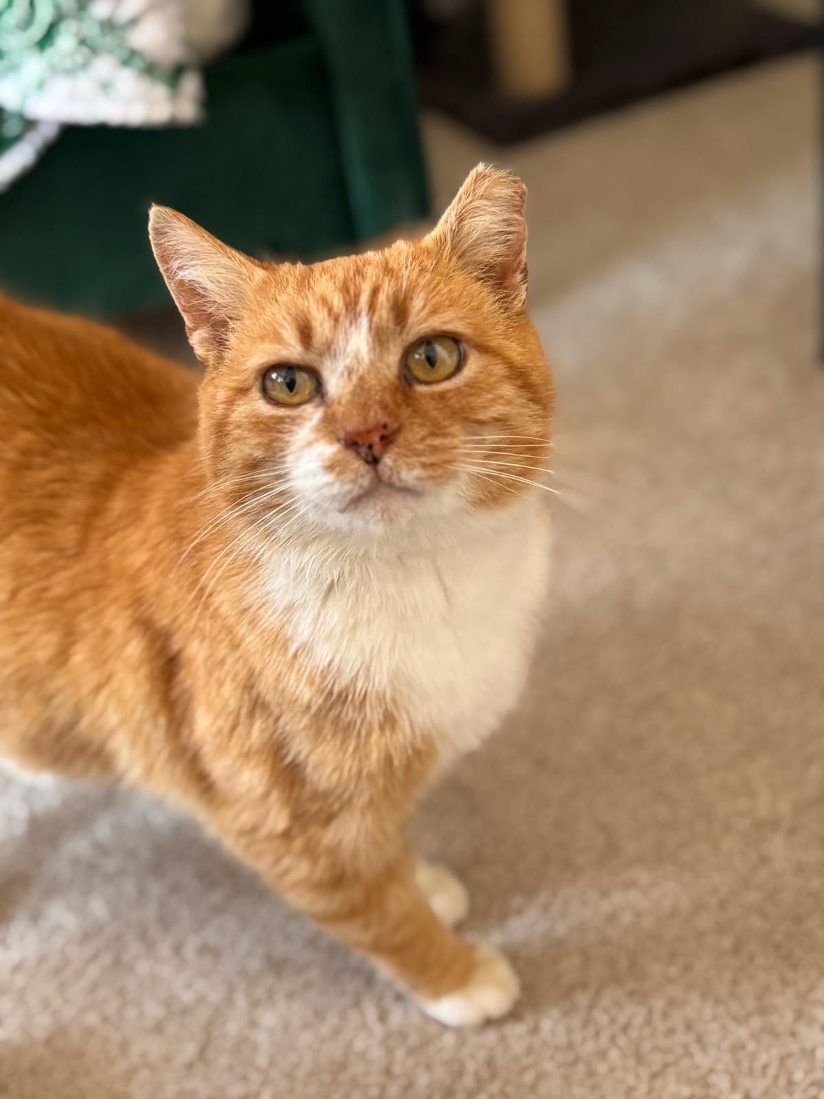Enlarge Ralphie, a ADOPTABLE Domestic Short Hair in Leesburg, VA image 2/5