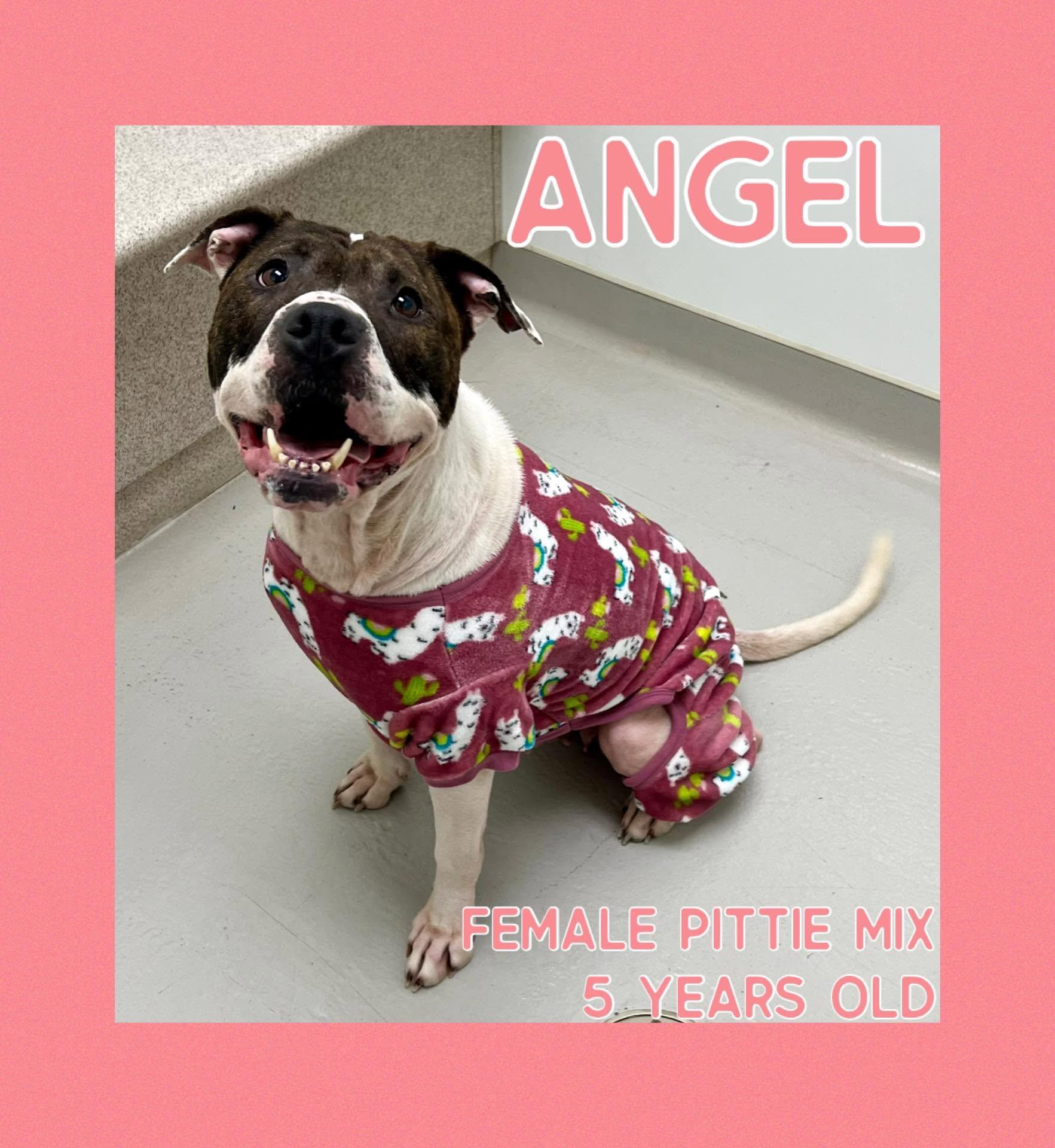 Angel, Adoptable, Adult Female Pit Bull Terrier.