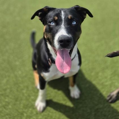 Jerry, Adoptable, Young Male Mixed Breed & Mixed Breed.