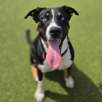 Enlarge Jerry, a Adoptable mixed breed in Merriam, KS image 2/2