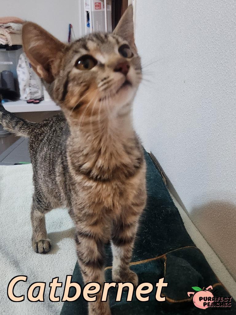 Catbernet, Adoptable, Kitten Female Domestic Short Hair.