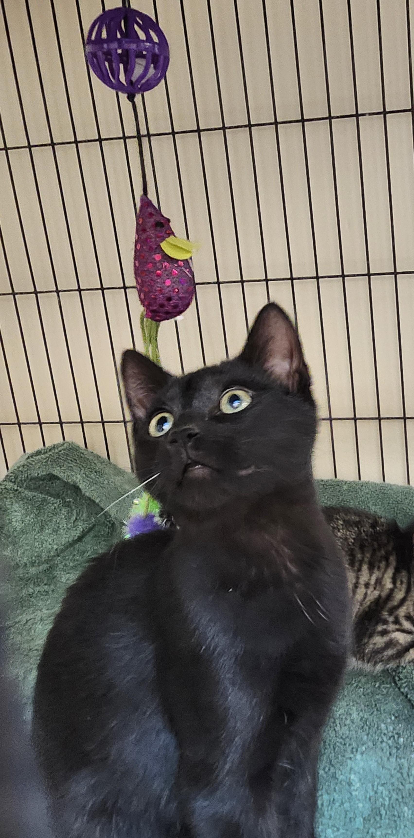Pepsi Cola, ADOPTABLE, Kitten Male Domestic Short Hair.