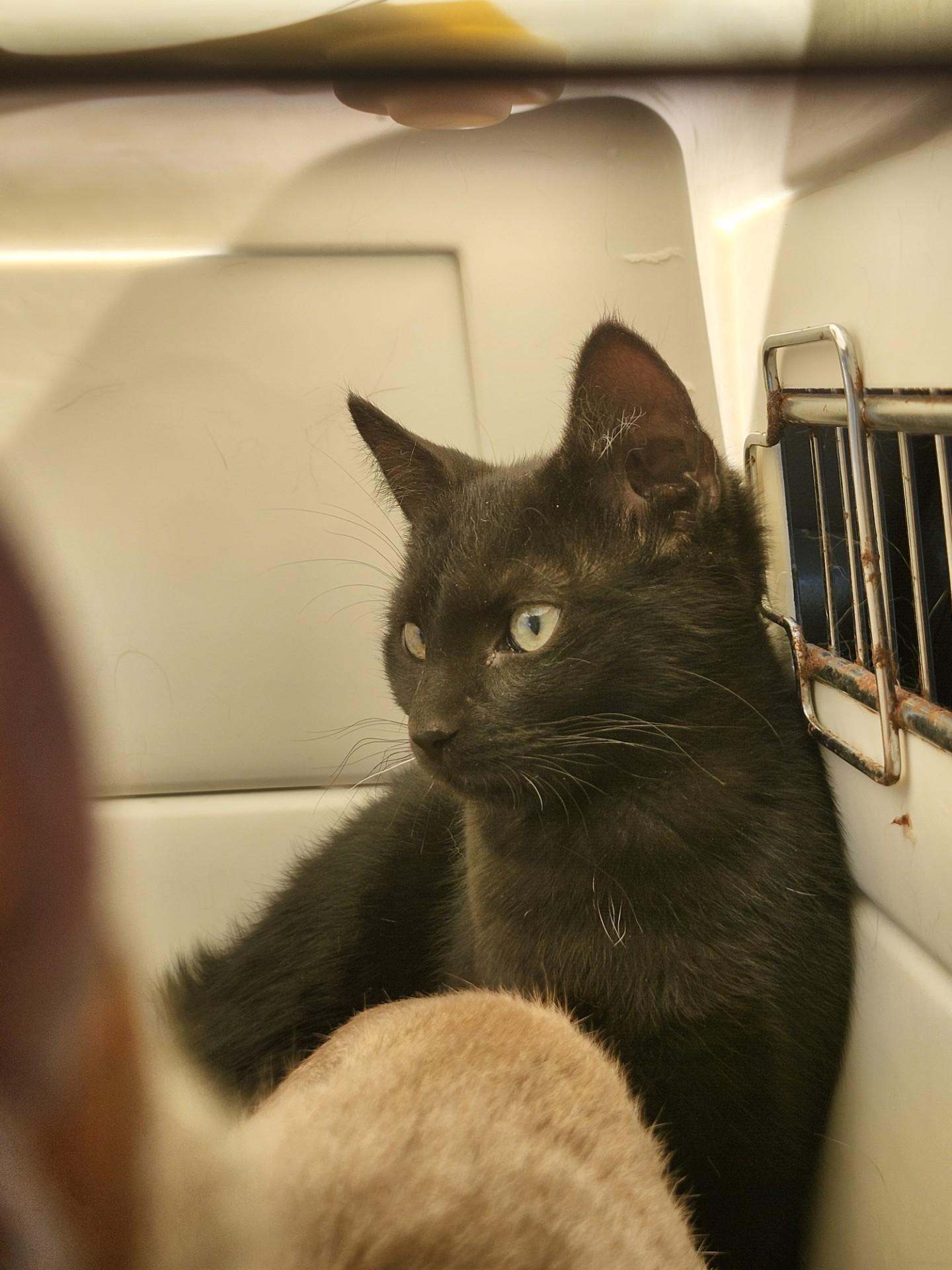 Pepsi Cola, ADOPTABLE, Kitten Male Domestic Short Hair.