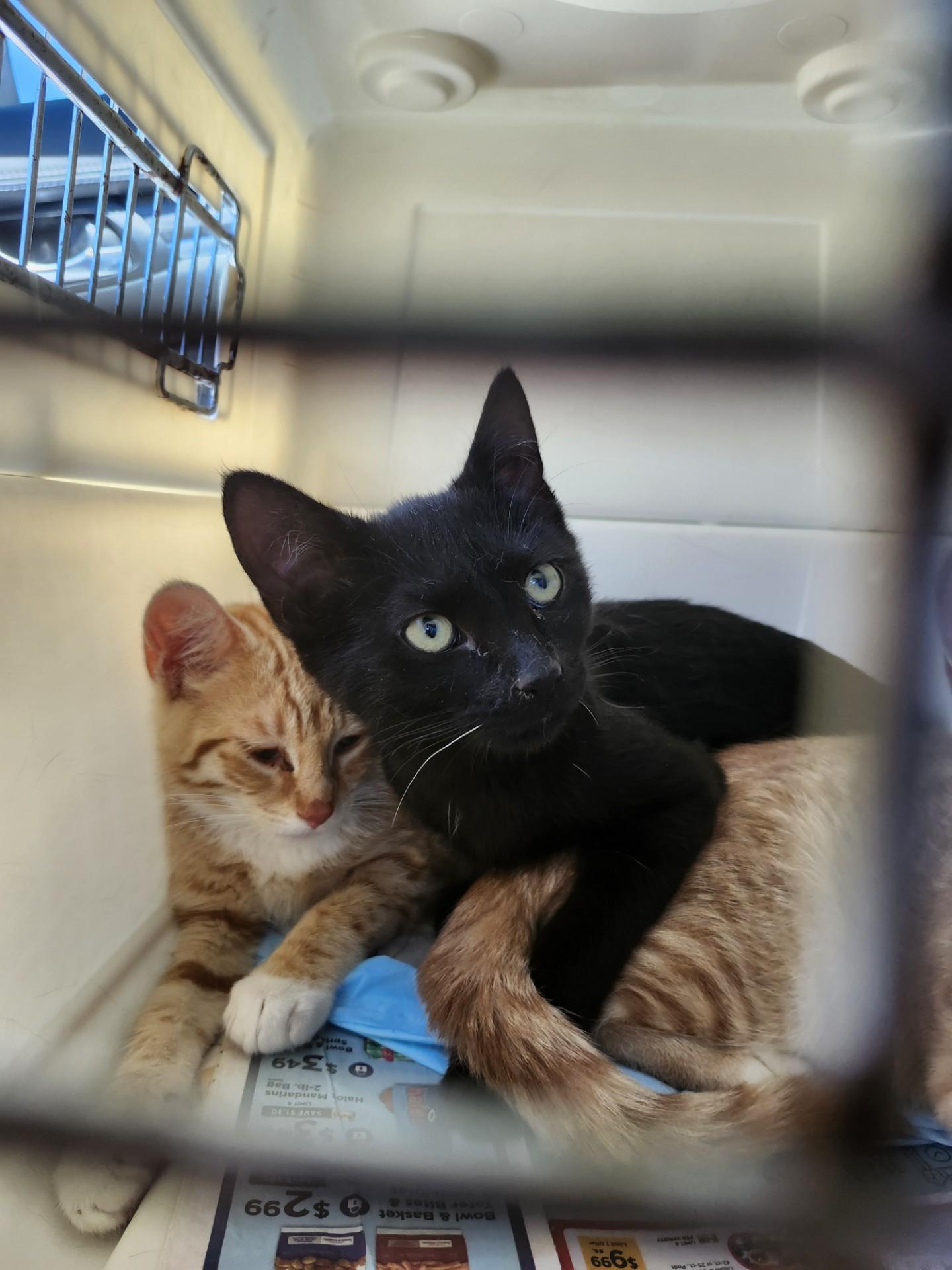 Enlarge Pepsi Cola, a ADOPTABLE Domestic Short Hair in East Brunswick, NJ image 3/3