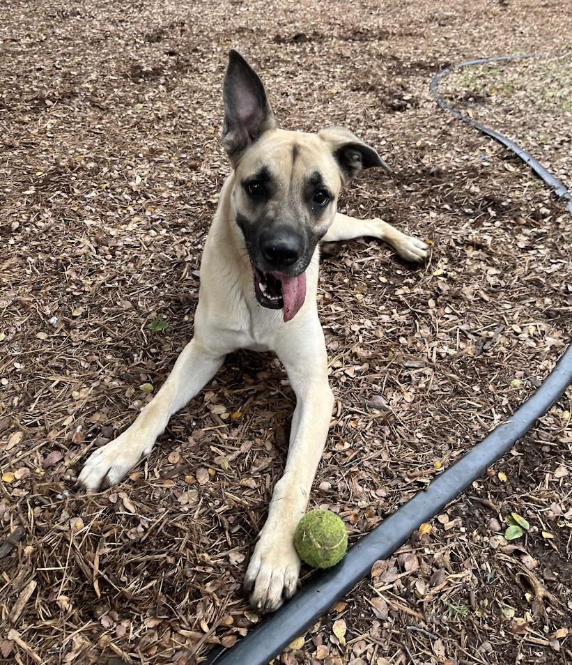 Pumpkin* A213419, Adoptable, Young Female Great Dane & German Shepherd Dog.