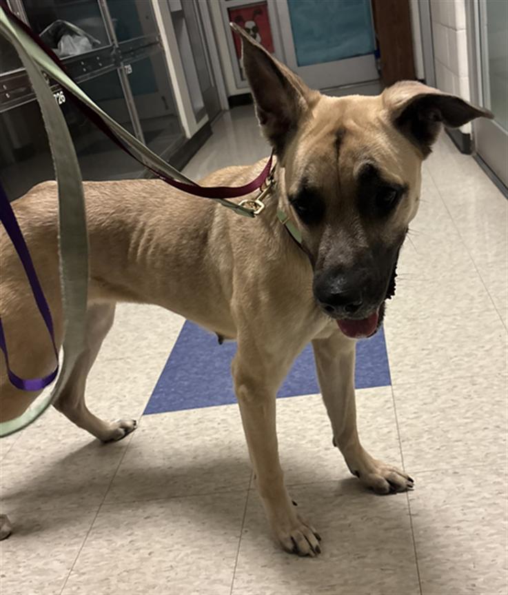 Pumpkin A213419