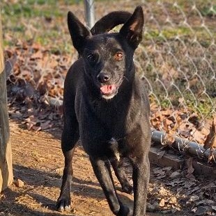 LOTTIE, Adoptable, Adult Female Schipperke.
