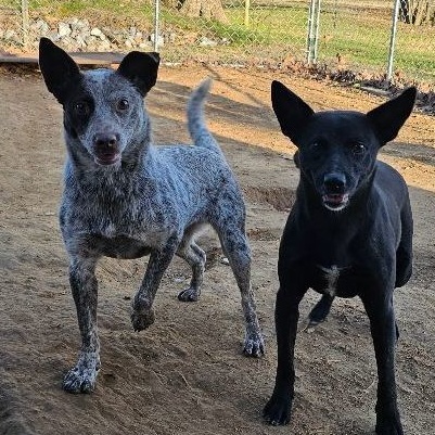 Enlarge LOTTIE, a Adoptable Schipperke in Athens, AL image 2/4